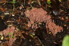 Ramariopsis ramarioides