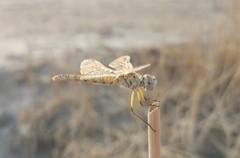 Selysiothemis nigra