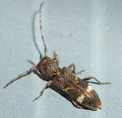 Psenocerus supernotatus