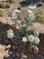 Argemone munita rotundata
