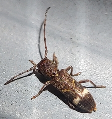 Psenocerus supernotatus