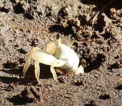 Ocypode occidentalis image
