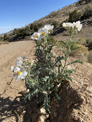 Argemone munita rotundata