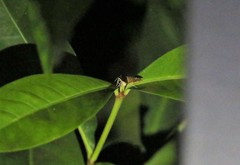 Prophantis adusta