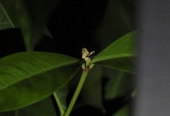 Prophantis adusta