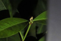 Prophantis adusta