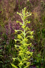 Habenaria novemfida