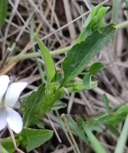 Image of Viola stagnina by (c) Юлия, some rights reserved (CC BY)