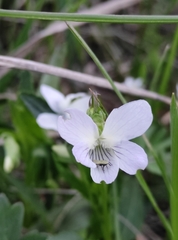Viola stagnina