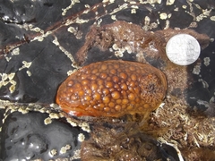 Doris wellingtonensis