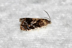 Grapholita prunivora