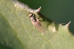 Sciomyzoidea