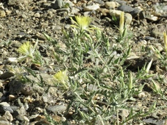 Mentzelia laevicaulis