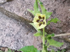 Physalis sordida