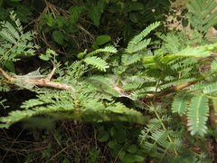 Oecophylla longinoda