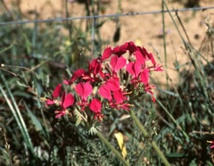 Pelargonium incrassatum