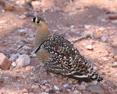 Pterocles bicinctus multicolor
