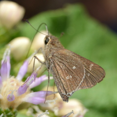 Torbenlarsenia gemella