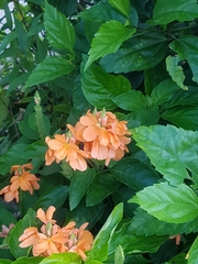 Crossandra infundibuliformis