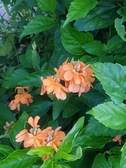 Crossandra infundibuliformis