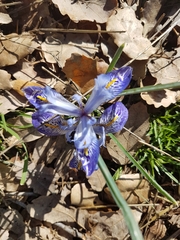 Iris histrio