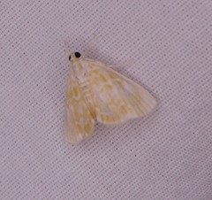 Glaphyria sesquistrialis