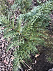 Pteridium esculentum esculentum