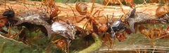 Oxyrhachis