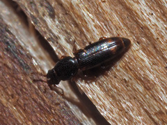 Rhizophagus bipustulatus