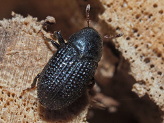 Hylesinus crenatus