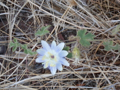 Passiflora arizonica