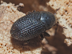 Hylesinus crenatus