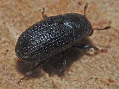 Hylesinus crenatus