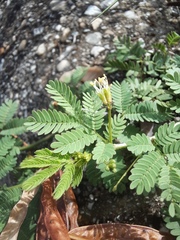 Desmanthus acuminatus