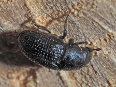 Hylesinus crenatus