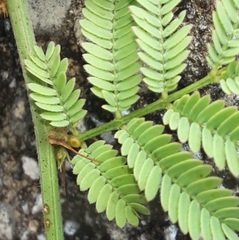 Desmanthus acuminatus