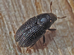 Hylesinus crenatus