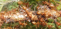 Oxyrhachis