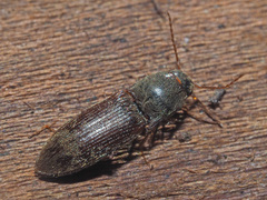 Agriotes sputator