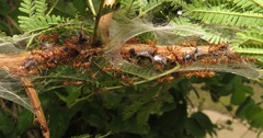 Oxyrhachis