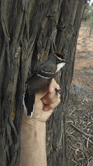 Pomatostomus ruficeps