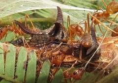 Oxyrhachis