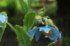 Meconopsis betonicifolia