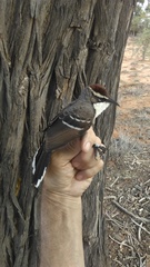 Pomatostomus ruficeps
