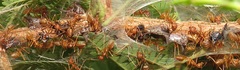 Oxyrhachis