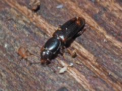 Rhizophagus bipustulatus