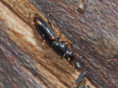 Rhizophagus bipustulatus