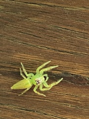 Mopsus