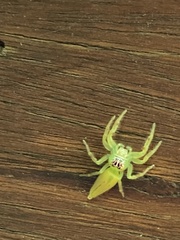 Mopsus