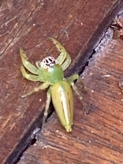 Mopsus